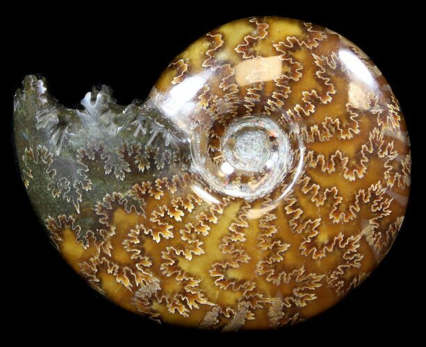 Cleoniceras Ammonite Fossil - Madagascar #36725